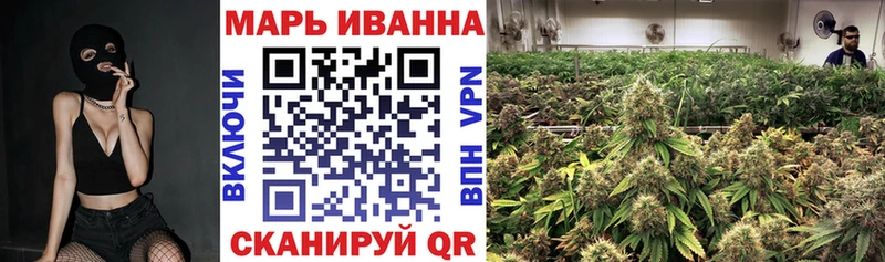 где найти   Курчалой  Канабис сатива 